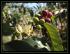 Kona Coffee Flowers.jpg